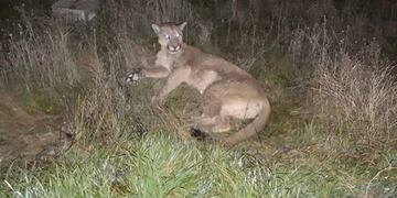 El puma fue devuelto a su hábitat natural