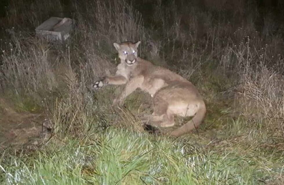 Un puma provocó miedo en Bahía