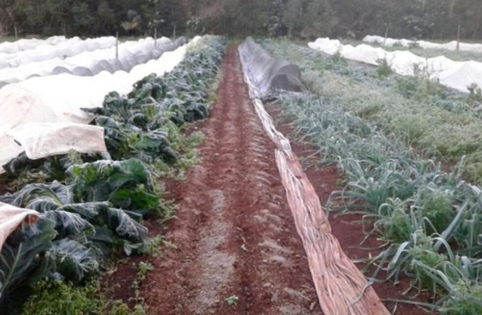 Las heladas afectaron las producciones agrícolas