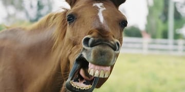 Encontraron el pura sangre que habían comprado intendentes K