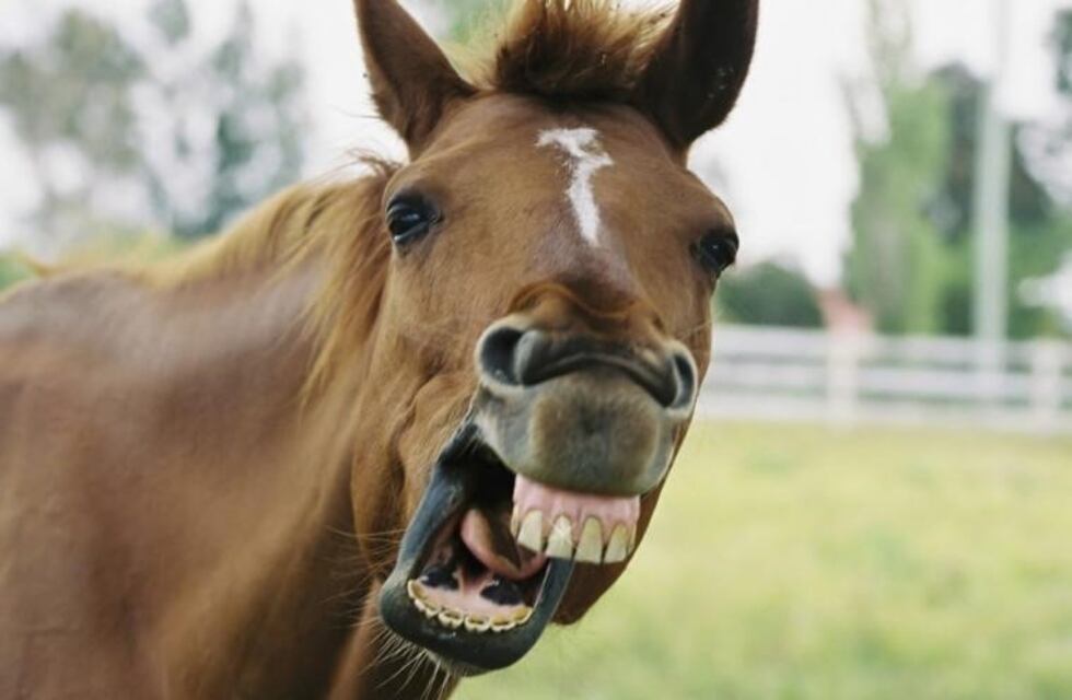 Encontraron el pura sangre que habían comprado intendentes K