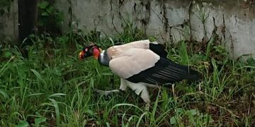 Centro de Atención de Fauna Autóctona de Jujuy (CAFAJu)