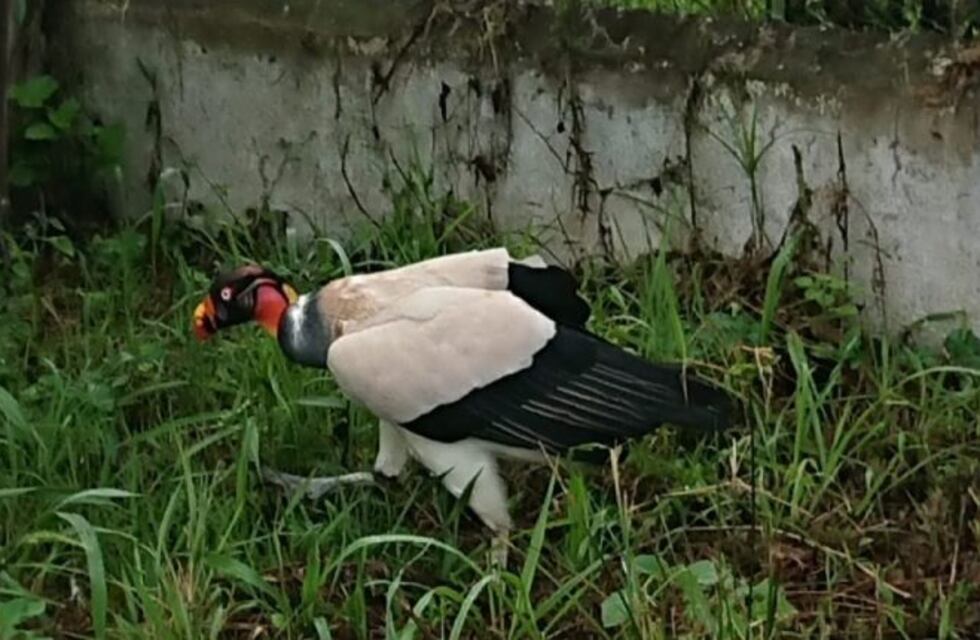 Inminente liberación de una osa melera y un halcón colorado recuperados