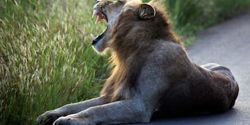 A lion lays on the side of the road in Kruger National Park, South Africa, Wednesday March 6, 2019\u002E According to the WWF, three-quarters of African lion populations are in decline\u002E With only around 20,000 in the wild, they are classified as vulnerable\u002E (AP Photo/Jerome Delay)