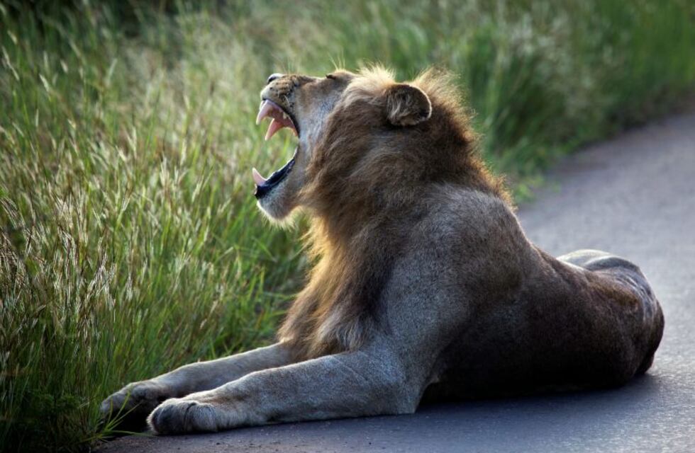 Disfrazaron a un hombre de león en un simulacro, pero no contaban con la reacción de los felinos