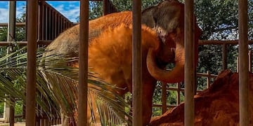 La elefanta Mara disfruta de un baño de tierra roja en Brasil (Web)