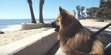 El perrito que conoció el mar\u002E (LA NACIÓN)