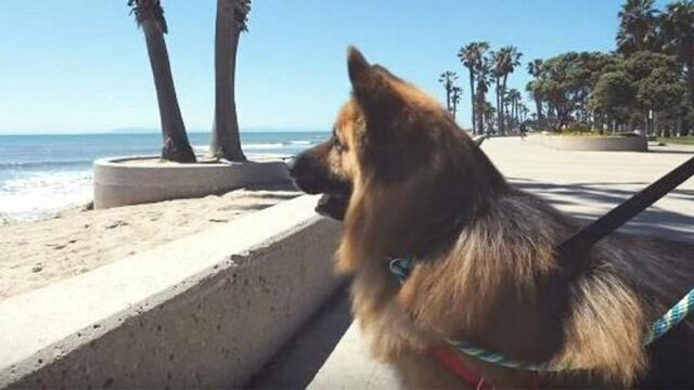 El perrito que conoció el mar\u002E (LA NACIÓN)