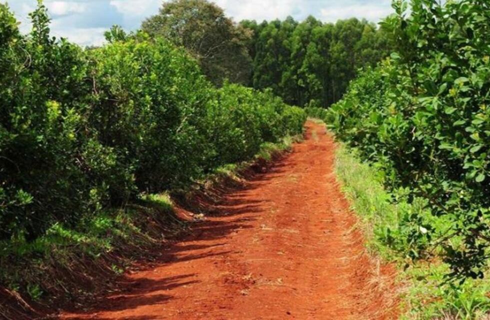 Encontraron a una adolescente colgada en un yerbal de Campo Grande
