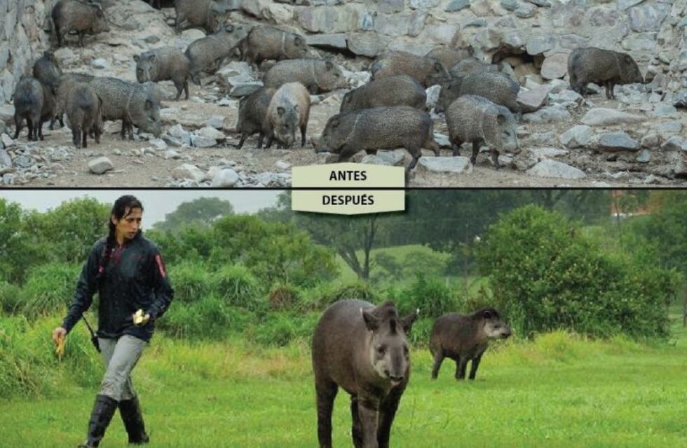 Trasladaron a 44 animales del Zoo a una reserva natural en Corrientes