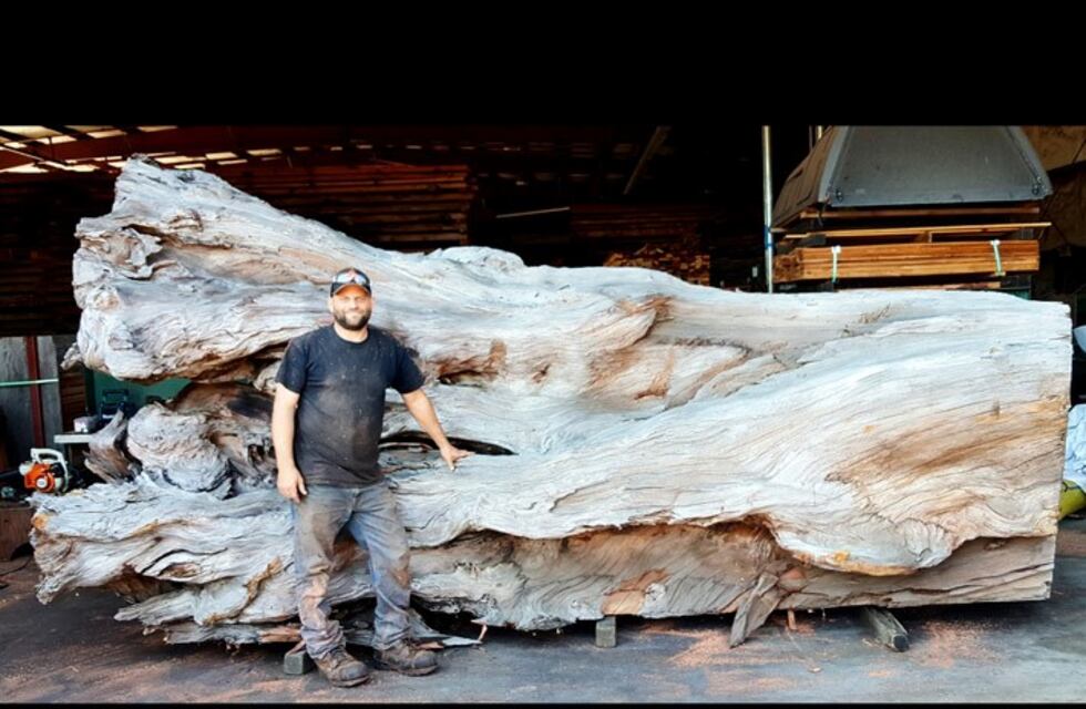 Galería: De árbol a molusco