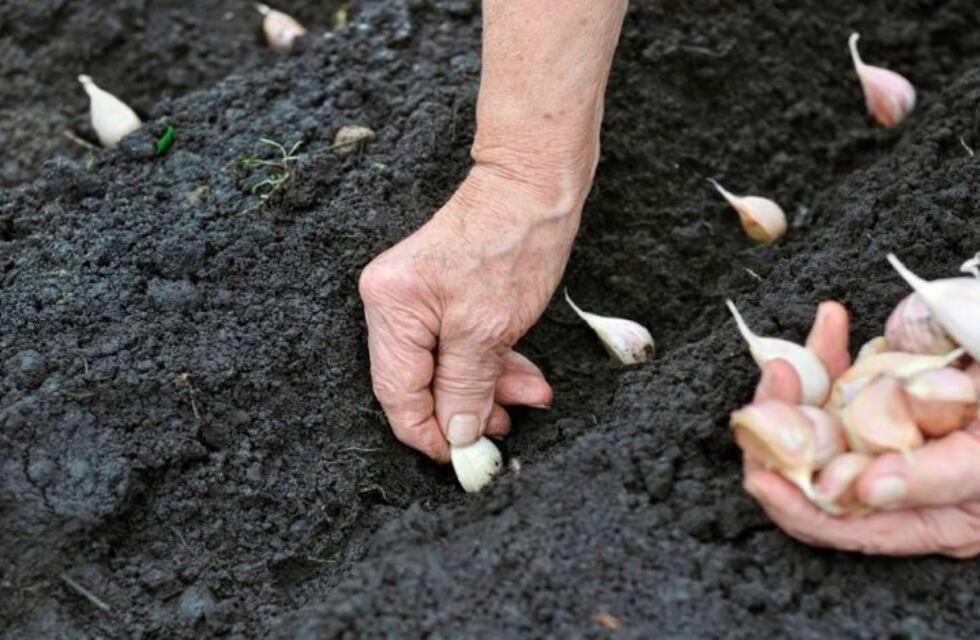 Llega el tiempo del Ajo