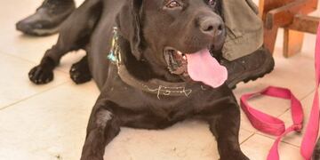 Terapia asistida con perros (TAP) - Ushuaia\u002E