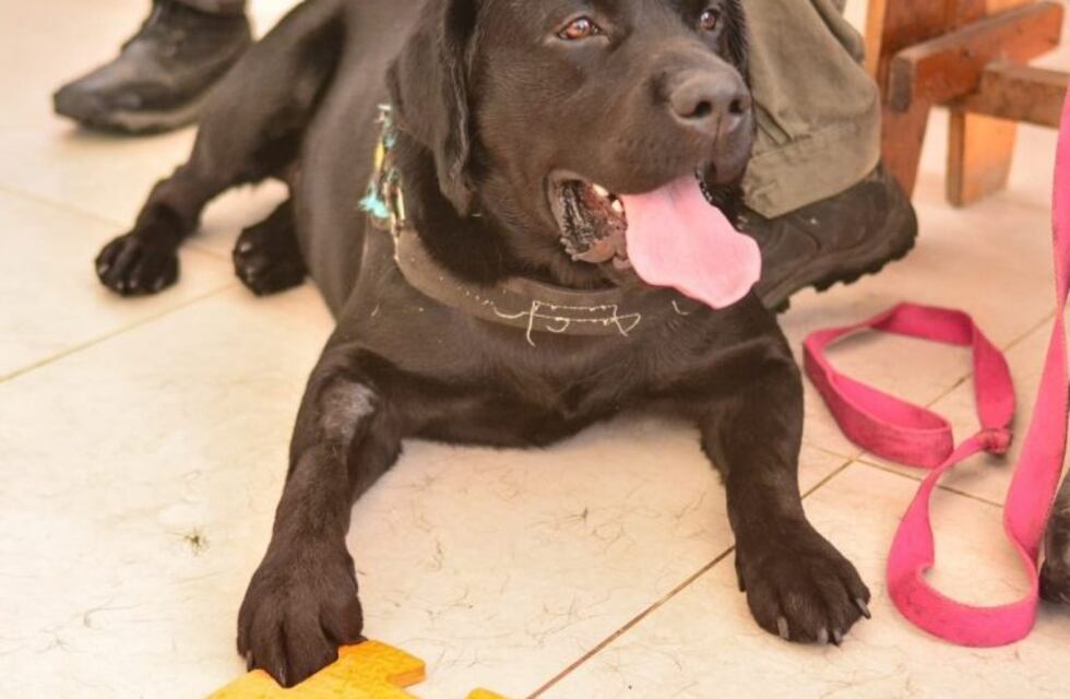 Ushuaia busca reactivar la terapia asistida con perros