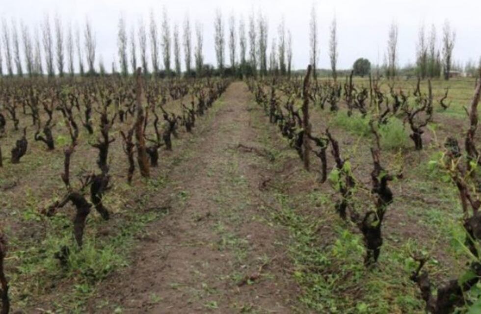 Hasta fin de mes se puede adherir al seguro agrícola