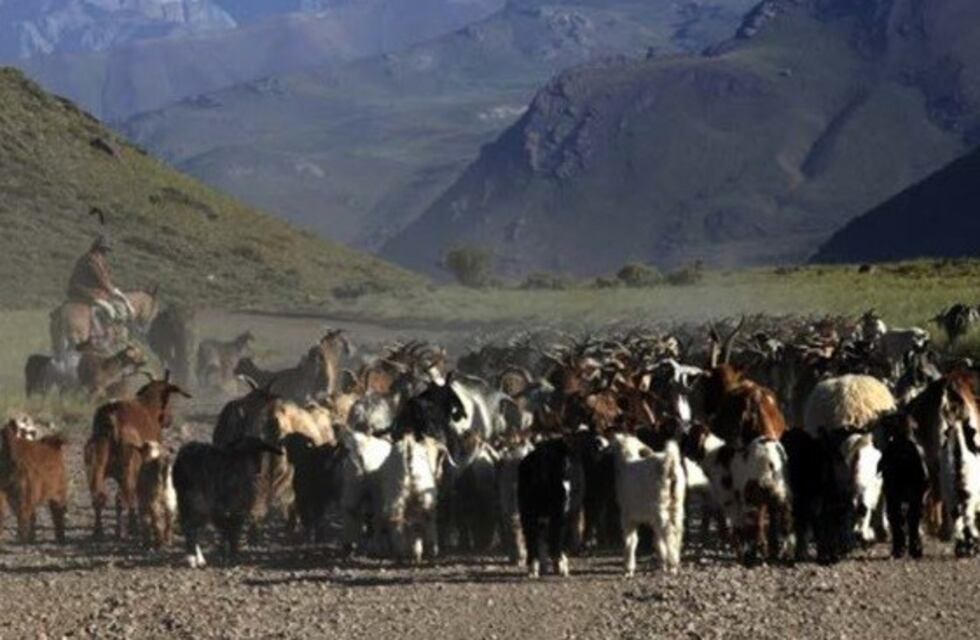 Arreo, el documental mendocino premiado en el mundo llega a la Alianza Francesa