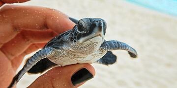 Viral: encontraron una tortuga marina bebé de dos cabezas en los Estados Unidos