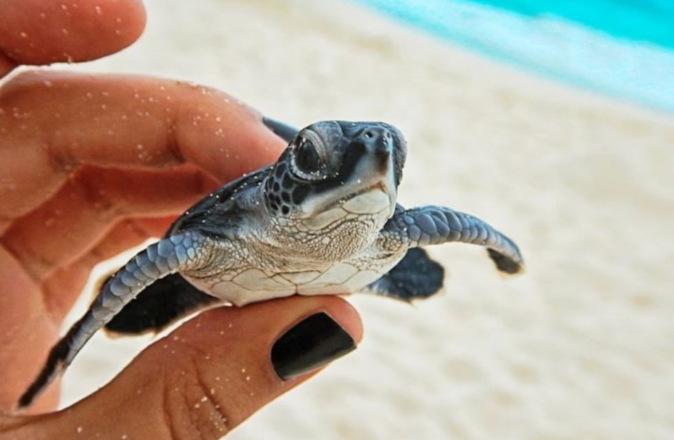 Viral: encontraron una tortuga marina bebé de dos cabezas en los Estados Unidos