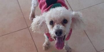 Bianqui es el nombre de la perrita que forma parte de la familia hace 13 años\u002E