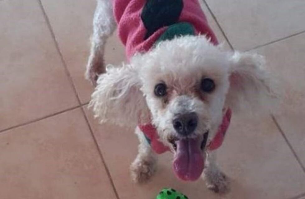 Sanjuanina no puede volver a su casa porque la obligan a abandonar a su perrita