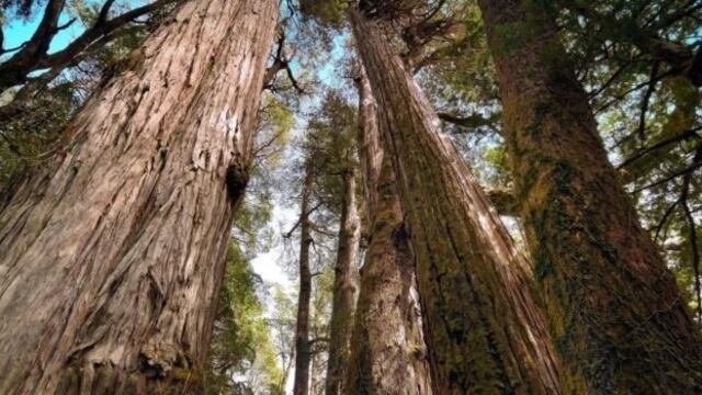 Alerces (Foto: Clarín)\u002E