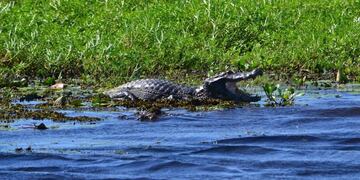 Votá por el Iberá para que sea unas de las 7 Maravillas Naturales Argentinas