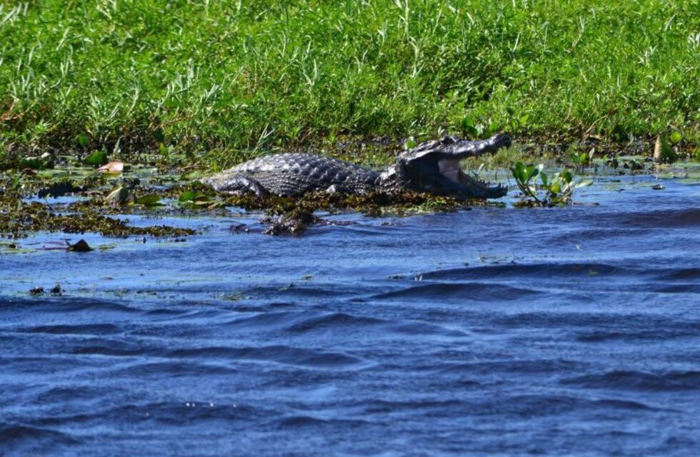 Votá por el Iberá para que sea unas de las 7 Maravillas Naturales Argentinas