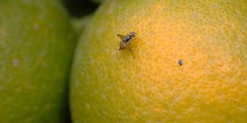Imagen ilustrativa\u002E Mosca de los frutos\u002E