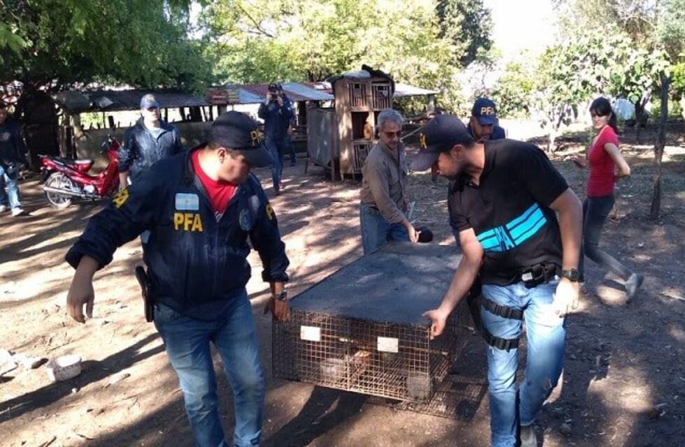 Rescataron en Tucumán 60 aves que iban a ser destinadas al comercio ilegal para mascotísmo