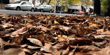 La Municipalidad recomienda barrer, juntar y embolsar hojas para prevenir que se tapen los desagües\u002E (@munirosario)