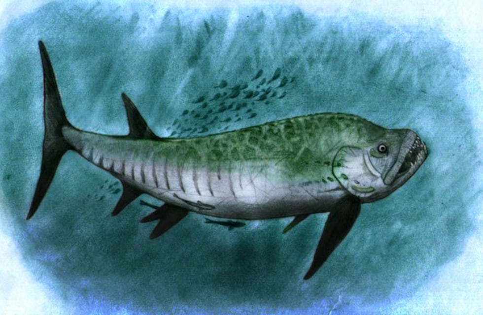 Descubrieron un pez gigante fósil de 70 millones de años en la Patagonia
