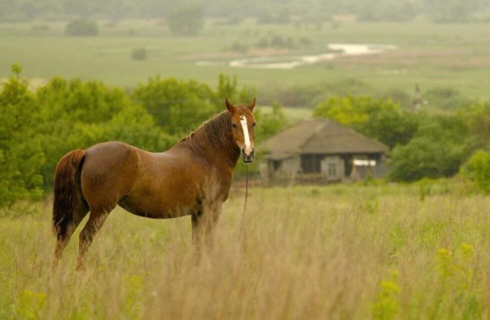 Un niñito grave al recibir una patada de un caballo