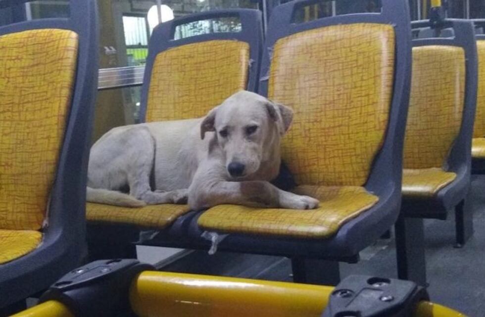 Apolo: el perro que viaja en colectivo y que su familia no encuentra