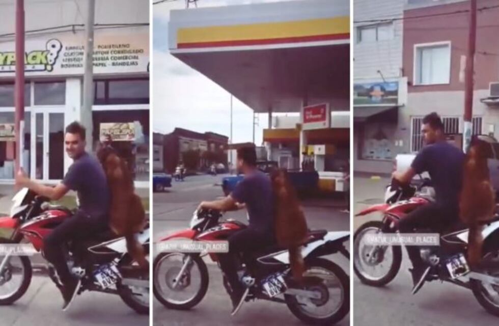 Furor en las redes por el perro "motoquero" de Azul