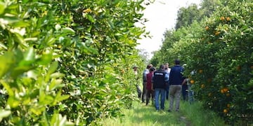citrus federacion