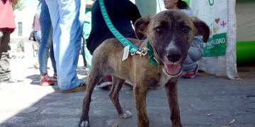 Jornada de adopción de mascotas en la Plaza de la Intendencia\u002E