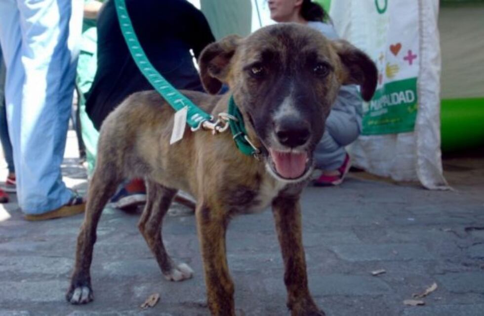 Jornada de adopción de perritos callejeros recuperados por la Muni