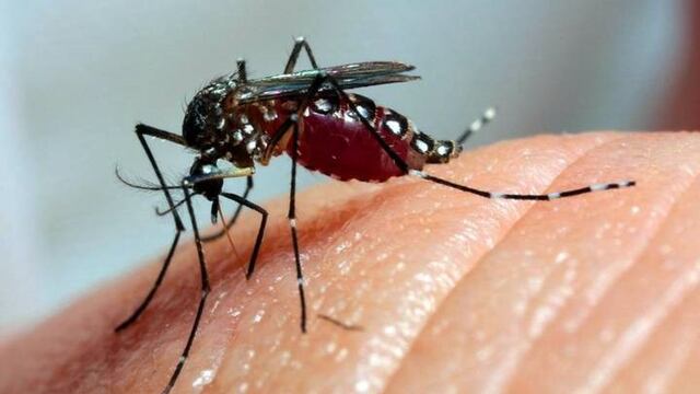 Hay 63 casos de Dengue en la provincia, todos en Rosario