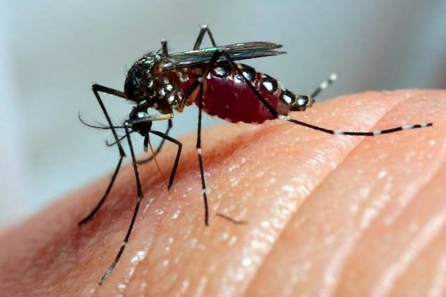Confirman la presencia del Aedes aegypti en toda la geografía urbana tras monitoreos.