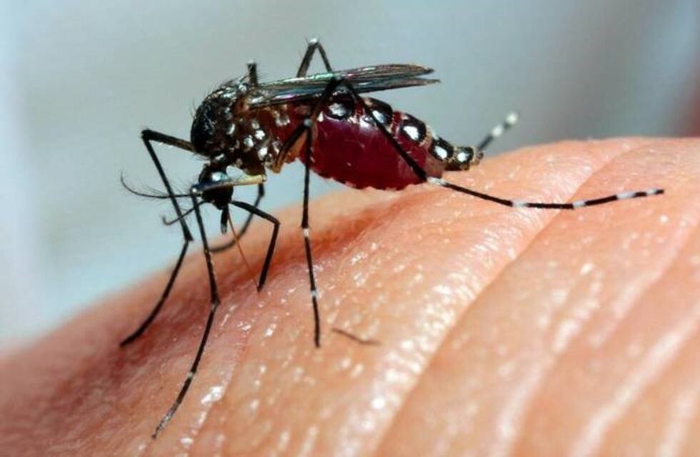 Recomiendan reforzar la prevención ante un caso de dengue importado