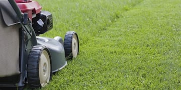 Se podrá cortar el césped durante esta semana\u002E