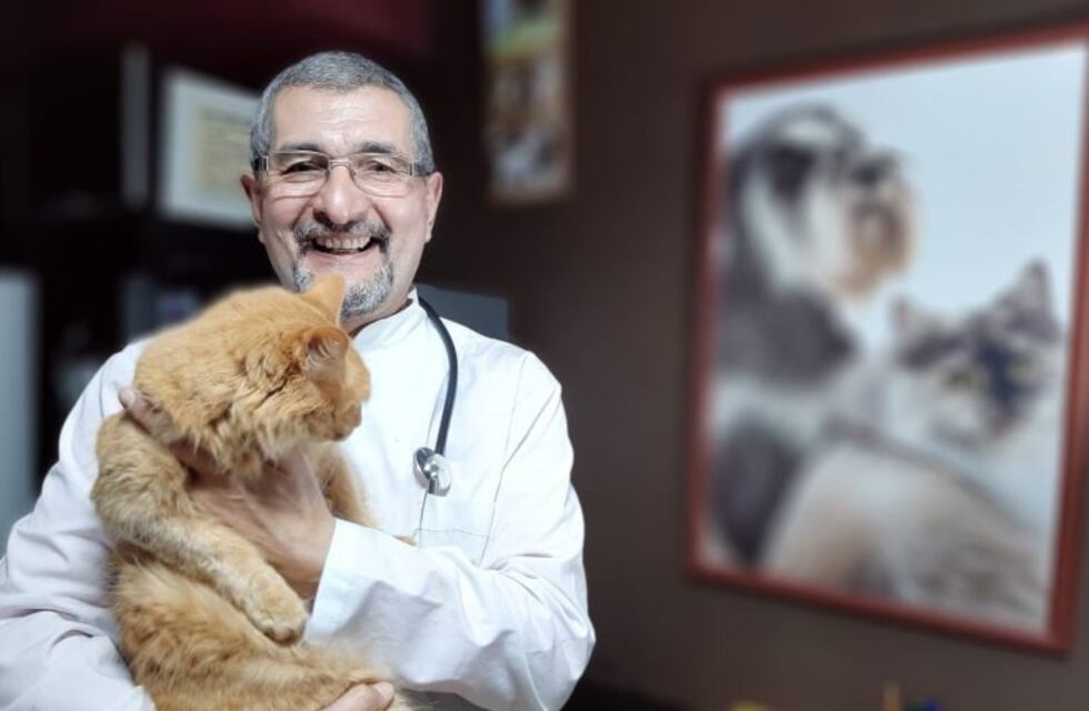 Sobrepoblación urbana de perros y gatos: un problema en crecimiento