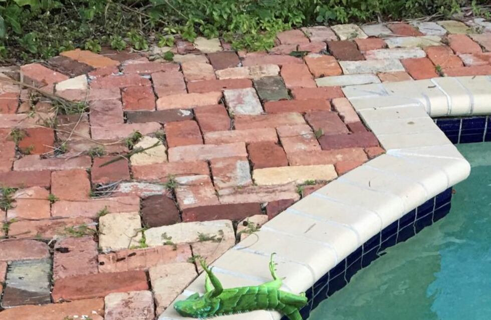 Por la ola de frío, las iguanas se congelan y caen al piso en Florida