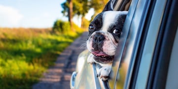 Esta es la raza de perro para vos, según tu horóscopo.