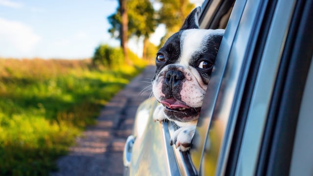 Esta es la raza de perro para vos, según tu horóscopo.