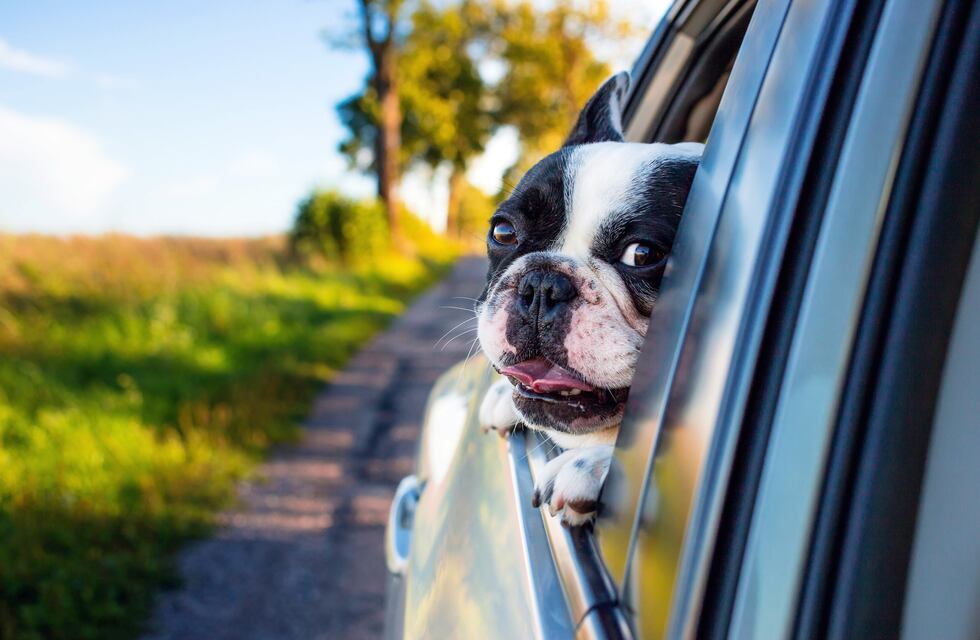 Esta es la raza de perro para vos, según tu horóscopo