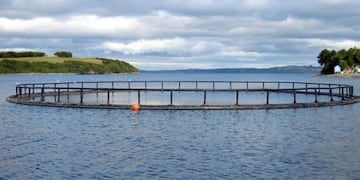 Salmoneras en mar argentino