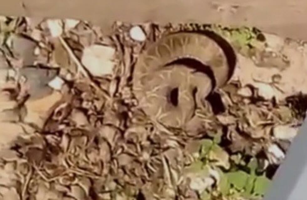 El momento en el que atrapan a una enorme serpiente en un club santafesino