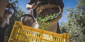 Mendoza 10 de abril de 2019  Sociedad 
Familia Zuccardi
Como todos los años se realizo la Cosecha de Artistas, donde grandes exponentes de la escultura, pintura y el grabado se juntan para realizar la cosecha de los olivos que tiene Familia Zuccardi en Maipu y fabrican el aceite Zuelo en sus distintas variedades     
Foto: Ignacio Blanco / Los Andes 
Aceite oliva aceitunas cosecha