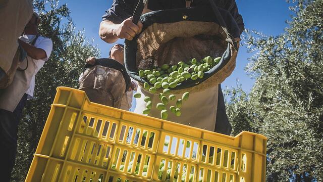 Mendoza 10 de abril de 2019  Sociedad 
Familia Zuccardi
Como todos los años se realizo la Cosecha de Artistas, donde grandes exponentes de la escultura, pintura y el grabado se juntan para realizar la cosecha de los olivos que tiene Familia Zuccardi en Maipu y fabrican el aceite Zuelo en sus distintas variedades     
Foto: Ignacio Blanco / Los Andes 
Aceite oliva aceitunas cosecha